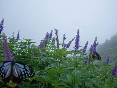 http://entotsuyama.hobby-web.net/daisen36.jpg