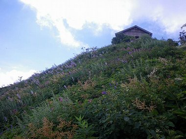 http://entotsuyama.hobby-web.net/daisen40.jpg