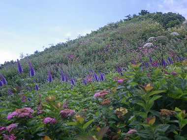 http://entotsuyama.hobby-web.net/daisen42.jpg