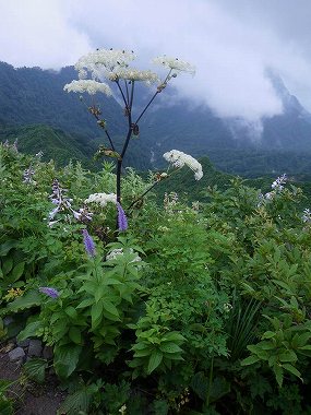 http://entotsuyama.hobby-web.net/daisen67.jpg