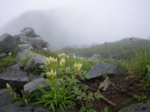 http://entotsuyama.hobby-web.net/yari130touyakurindou.jpg