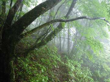 http://entotsuyama.hobby-web.net/suishou4.jpg