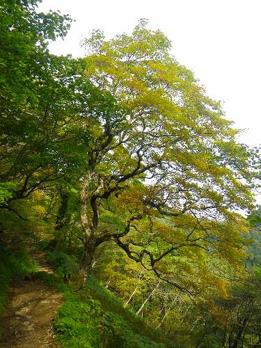 http://entotsuyama.hobby-web.net/IMGP1829.jpg