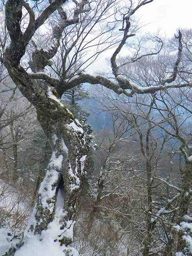 http://entotsuyama.hobby-web.net/toryo-4.jpg