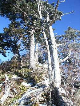 http://entotsuyama.hobby-web.net/img4988.jpg