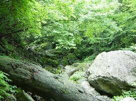 http://entotsuyama.hobby-web.net/img5088.jpg
