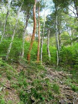 http://entotsuyama.hobby-web.net/img4757.jpg