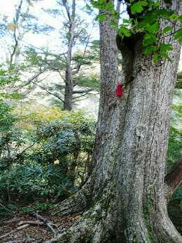 http://entotsuyama.hobby-web.net/img4758.jpg
