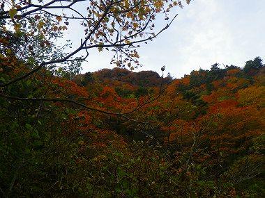 http://entotsuyama.hobby-web.net/IMGP1848.jpg