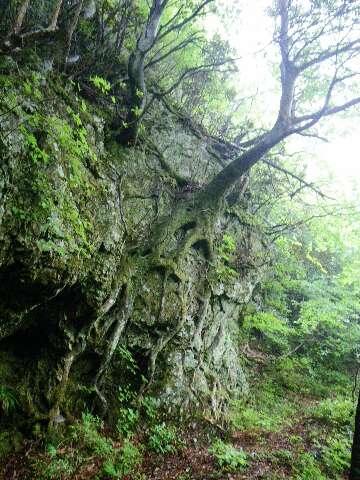 http://entotsuyama.hobby-web.net/suishou20.jpg