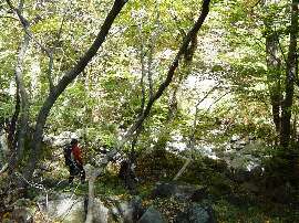 http://entotsuyama.hobby-web.net/16honsawa.jpg