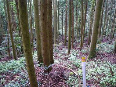 http://entotsuyama.hobby-web.net/nishinokawa36oji18.jpg