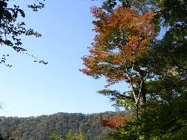 http://entotsuyama.hobby-web.net/20omogoene.jpg