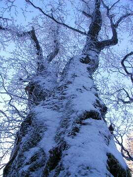 http://entotsuyama.hobby-web.net/img4994.jpg