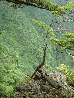 http://entotsuyama.hobby-web.net/img5095.jpg