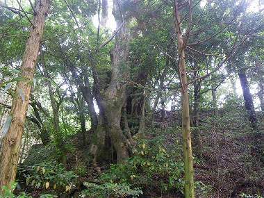 http://entotsuyama.hobby-web.net/nishinokawa36oji20.jpg