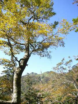 http://entotsuyama.hobby-web.net/24omogoyama.jpg