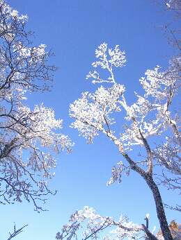 http://entotsuyama.hobby-web.net/img4998.jpg