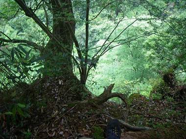 http://entotsuyama.hobby-web.net/nishinokawa36oji23.jpg