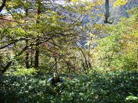 http://entotsuyama.hobby-web.net/26sasagafukai.jpg