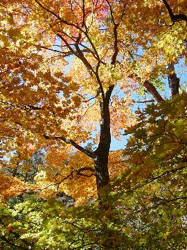 http://entotsuyama.hobby-web.net/27kouyou.jpg