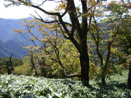 http://entotsuyama.hobby-web.net/34atamashikamienai.jpg