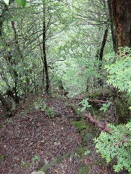 http://entotsuyama.hobby-web.net/img5103.jpg