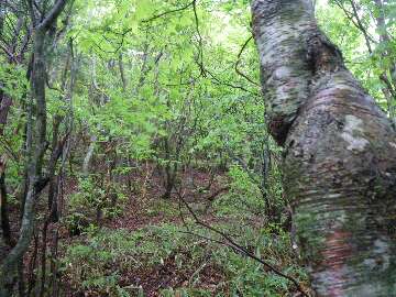 http://entotsuyama.hobby-web.net/suishou33.jpg