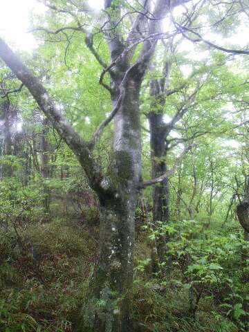 http://entotsuyama.hobby-web.net/suishou34.jpg