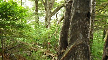 http://entotsuyama.hobby-web.net/IMGP1875.jpg