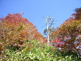 http://entotsuyama.hobby-web.net/38onenokouyou.jpg