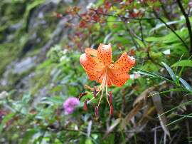 http://entotsuyama.hobby-web.net/img5106.jpg