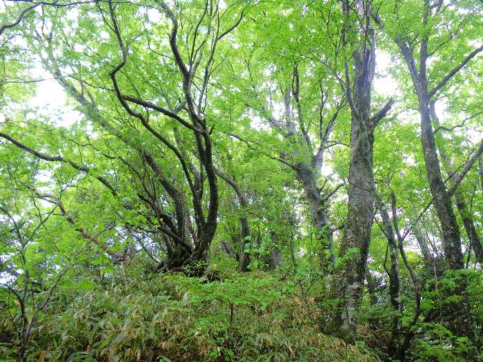 http://entotsuyama.hobby-web.net/suishou35.jpg