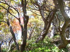 http://entotsuyama.hobby-web.net/40one.jpg