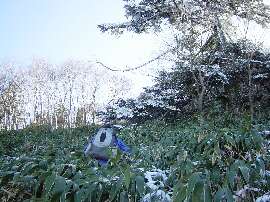 http://entotsuyama.hobby-web.net/30onenisou.jpg