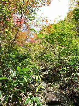 http://entotsuyama.hobby-web.net/img4799.jpg