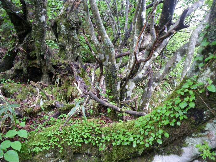 http://entotsuyama.hobby-web.net/suishou40.jpg