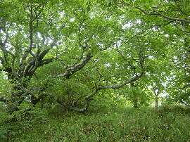 http://entotsuyama.hobby-web.net/img5127.jpg