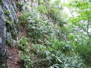 http://entotsuyama.hobby-web.net/ishikitajun38.jpg