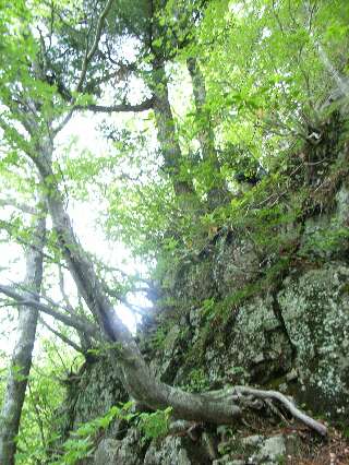 http://entotsuyama.hobby-web.net/ishikitajun39.jpg