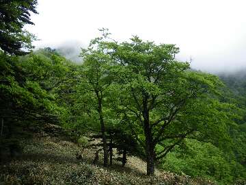 http://entotsuyama.hobby-web.net/suishou45.jpg