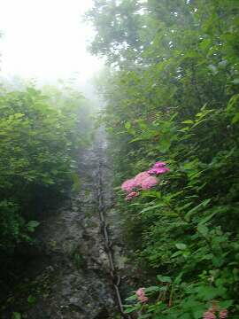 http://entotsuyama.hobby-web.net/img5130.jpg