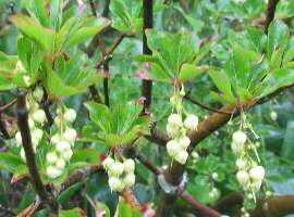http://entotsuyama.hobby-web.net/img5132.jpg