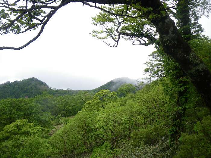 http://entotsuyama.hobby-web.net/suishou50.jpg