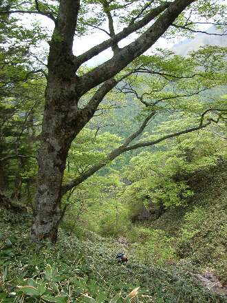 http://entotsuyama.hobby-web.net/ishikitajun44f6jyoubu.jpg