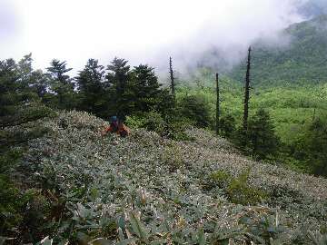 http://entotsuyama.hobby-web.net/suishou56.jpg