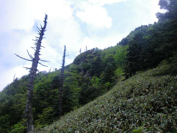 http://entotsuyama.hobby-web.net/suishou55.jpg