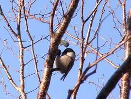 http://entotsuyama.hobby-web.net/img5022.jpg