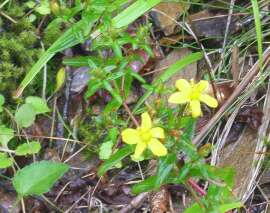 http://entotsuyama.hobby-web.net/img5138.jpg