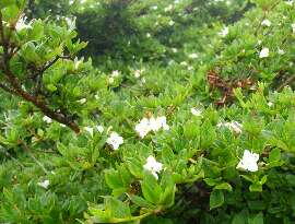 http://entotsuyama.hobby-web.net/img5139.jpg